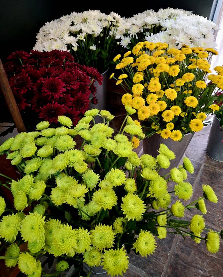 Chrysanthemums in red, white, yellow and green